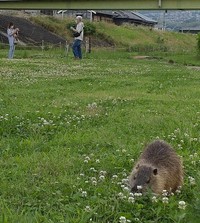 【外来生物】奈良で「進撃」ヌートリア！大和川沿いで拡大、わずか5年で源流域に